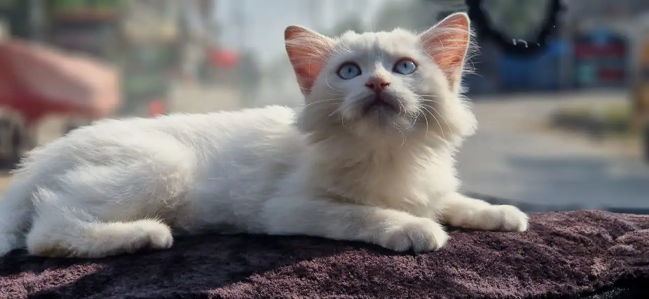 White Persian Cat for Sale – 3 Months Old, Vaccinated — photo 3