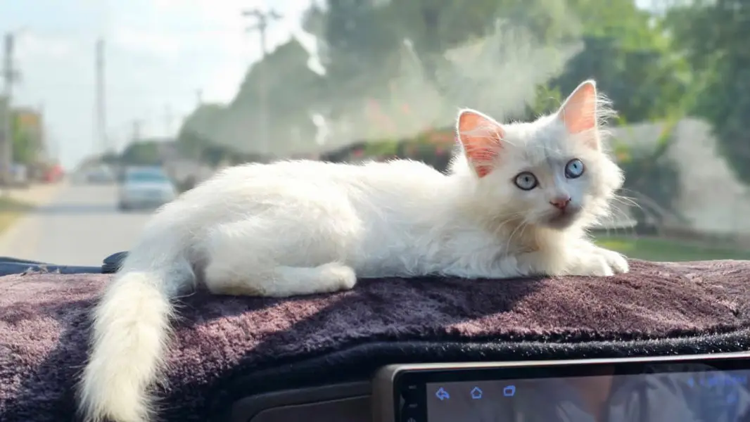 White Persian Cat for Sale – 3 Months Old, Vaccinated — photo 4