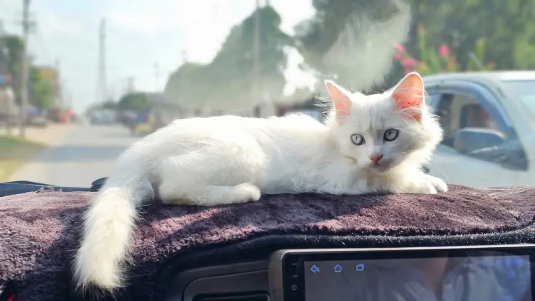 White Persian Cat for Sale – 3 Months Old, Vaccinated — photo 5