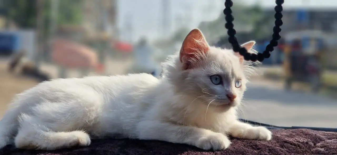 White Persian Cat for Sale – 3 Months Old, Vaccinated — photo 6