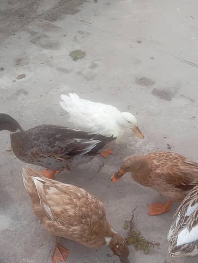 Duck Batakh