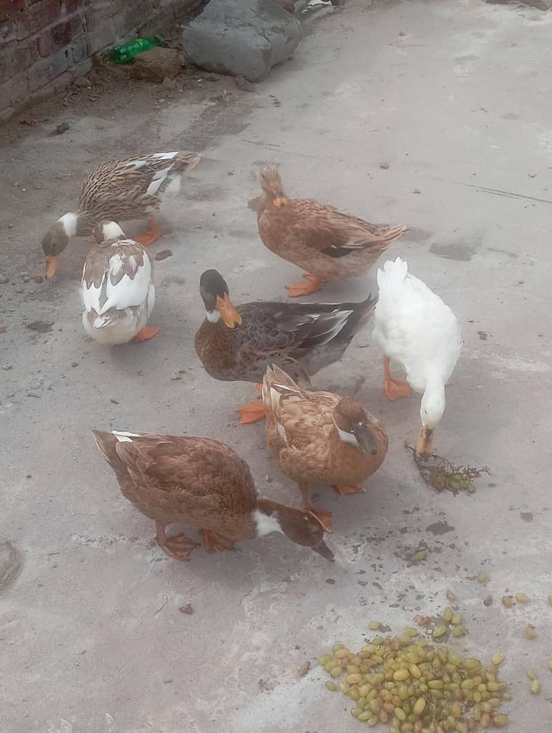 Duck Batakh 1