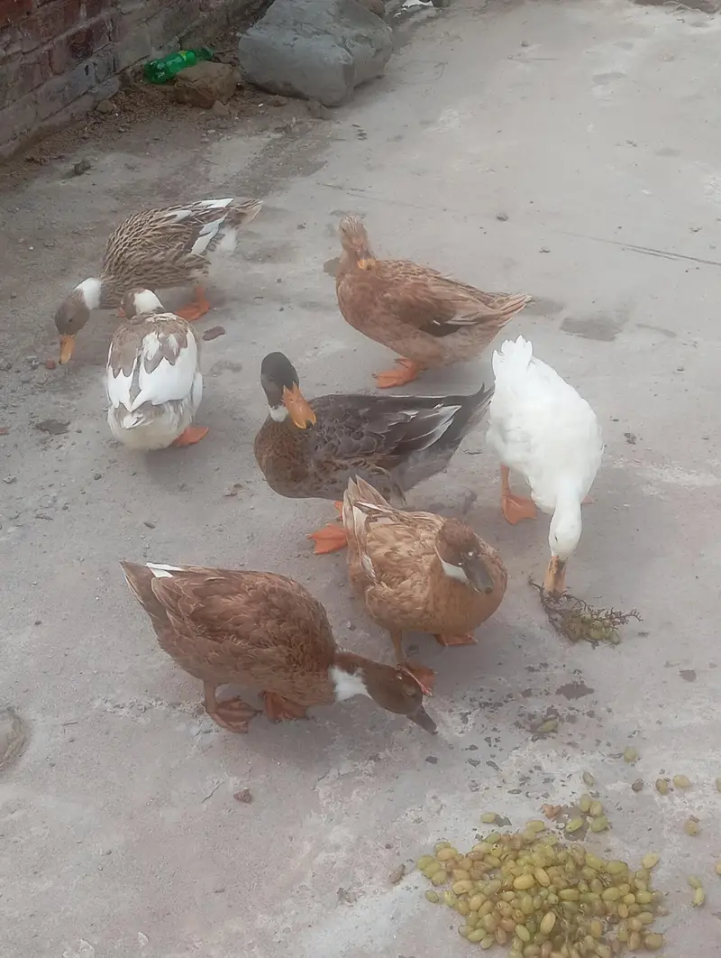 Duck Batakh — photo 2