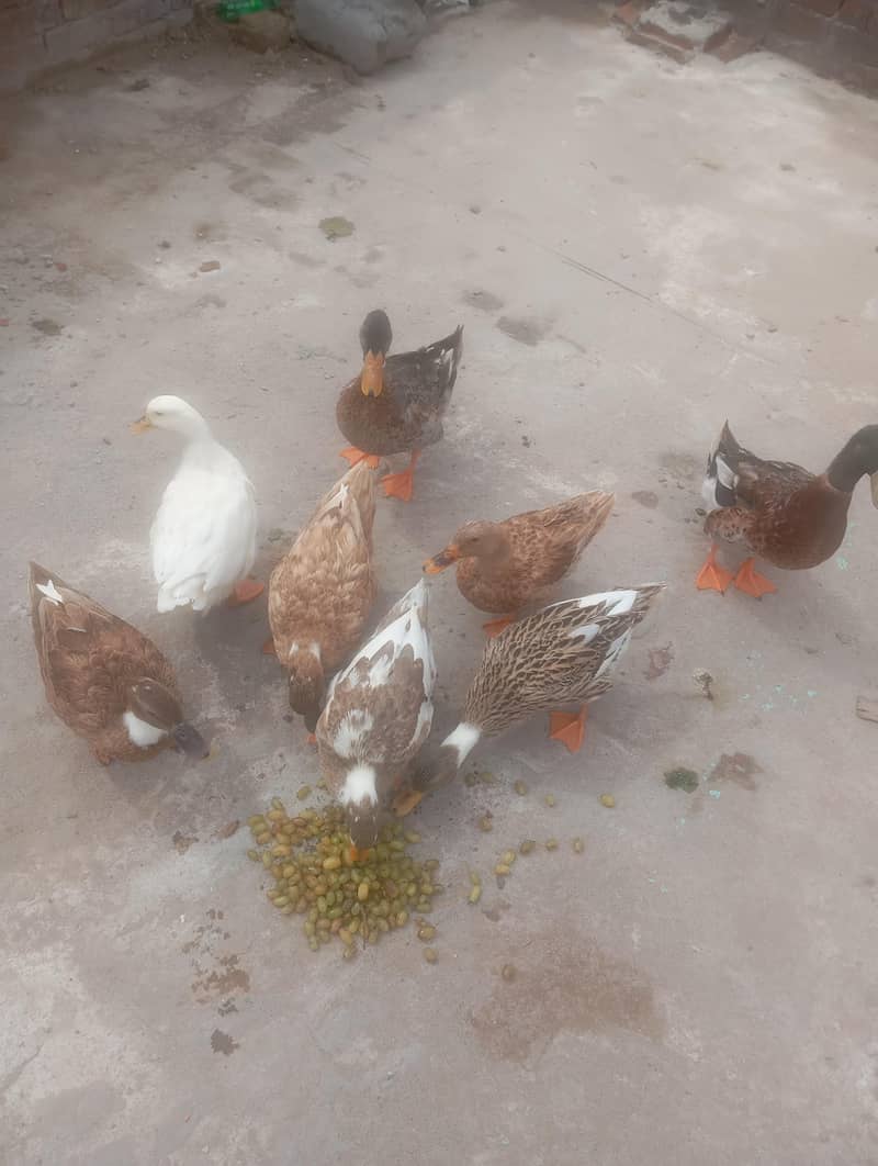 Duck Batakh 2