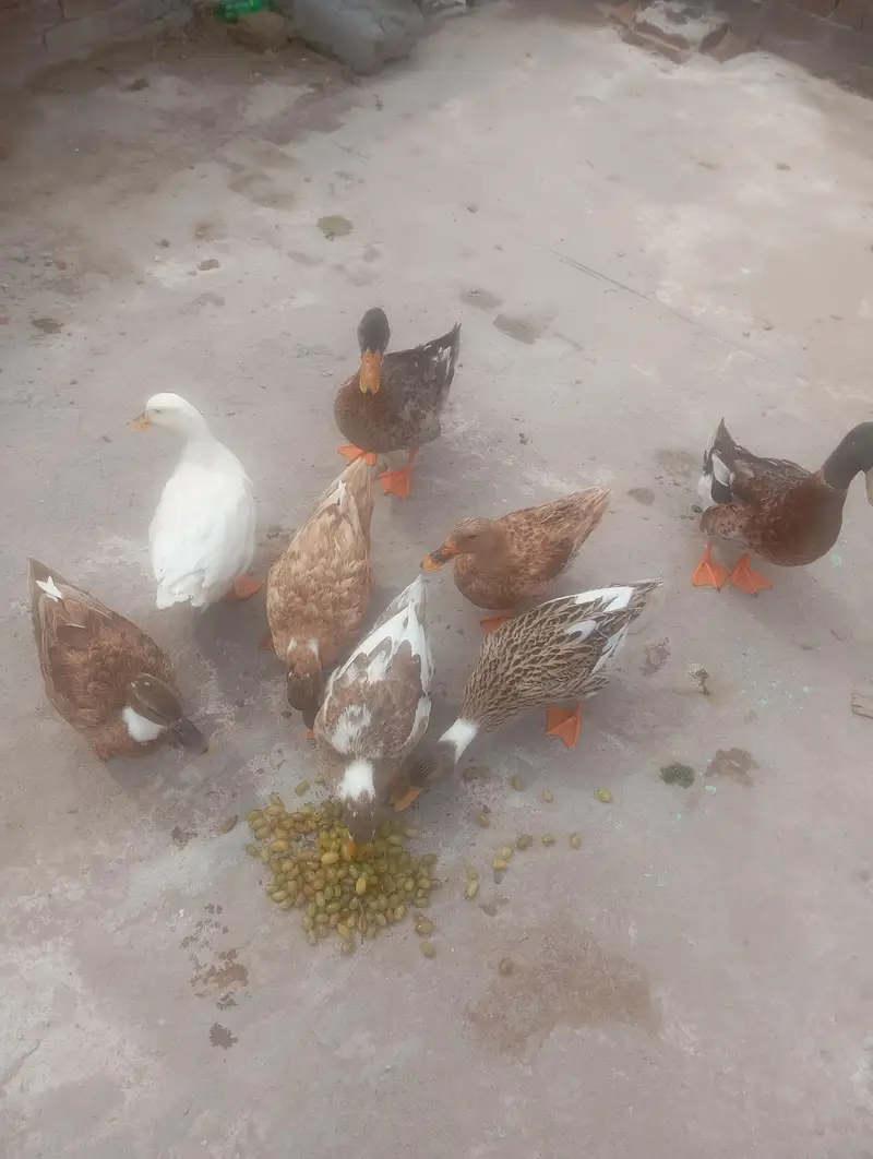 Duck Batakh — photo 3