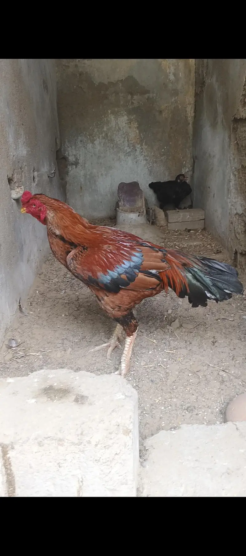 aseel murga forsale — photo 4