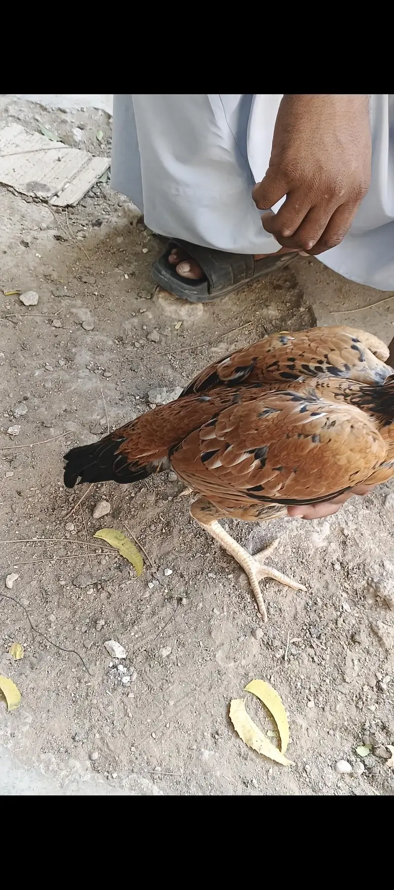 aseel murga forsale — photo 5
