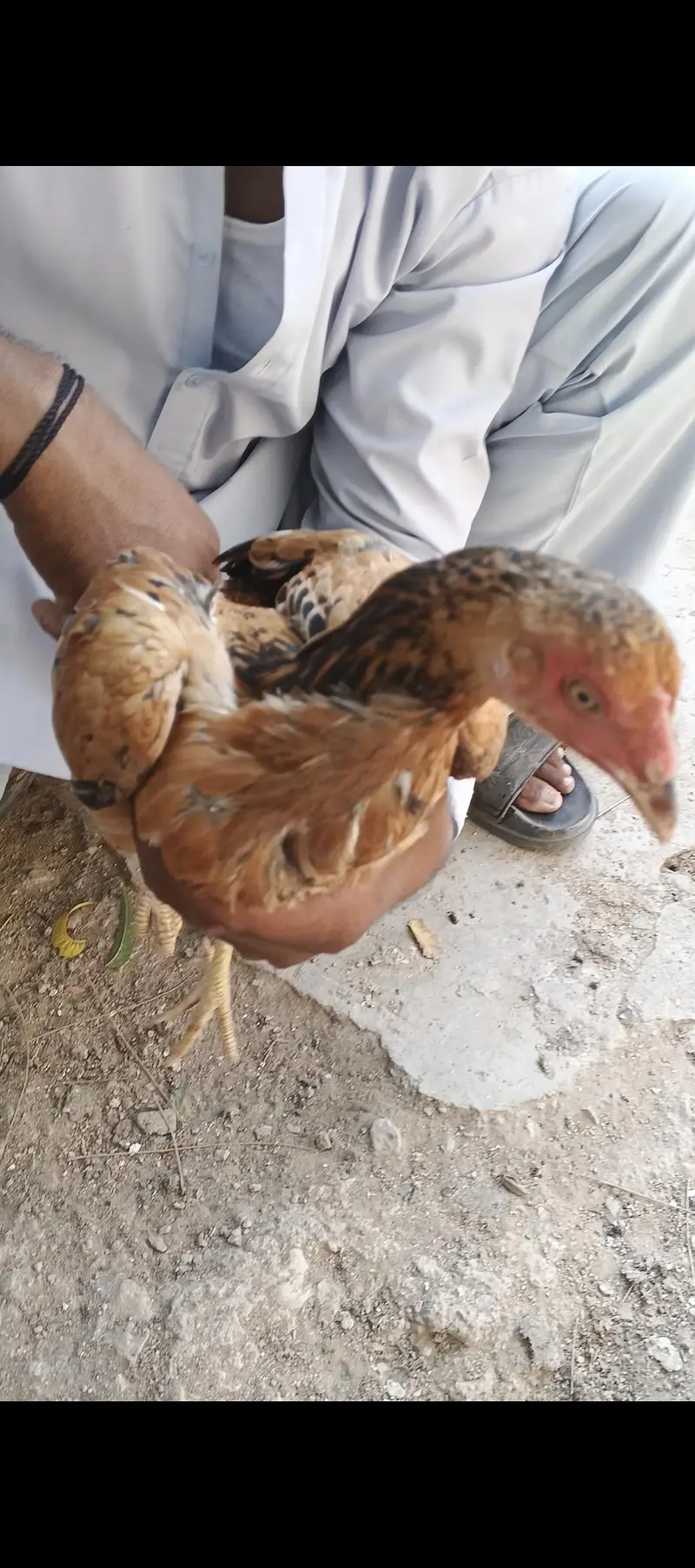 aseel murga forsale — photo 6