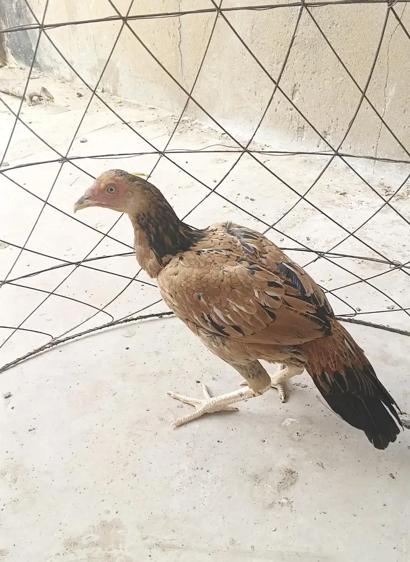 aseel murga forsale — photo 7