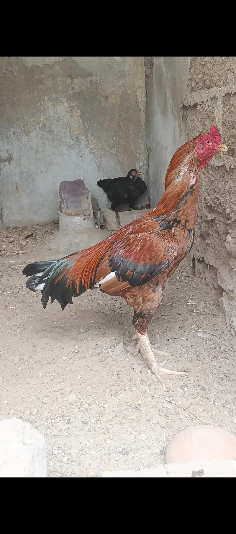 aseel murga forsale — photo 8