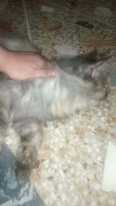 Presian cat for sale and only serious buyers can contact
