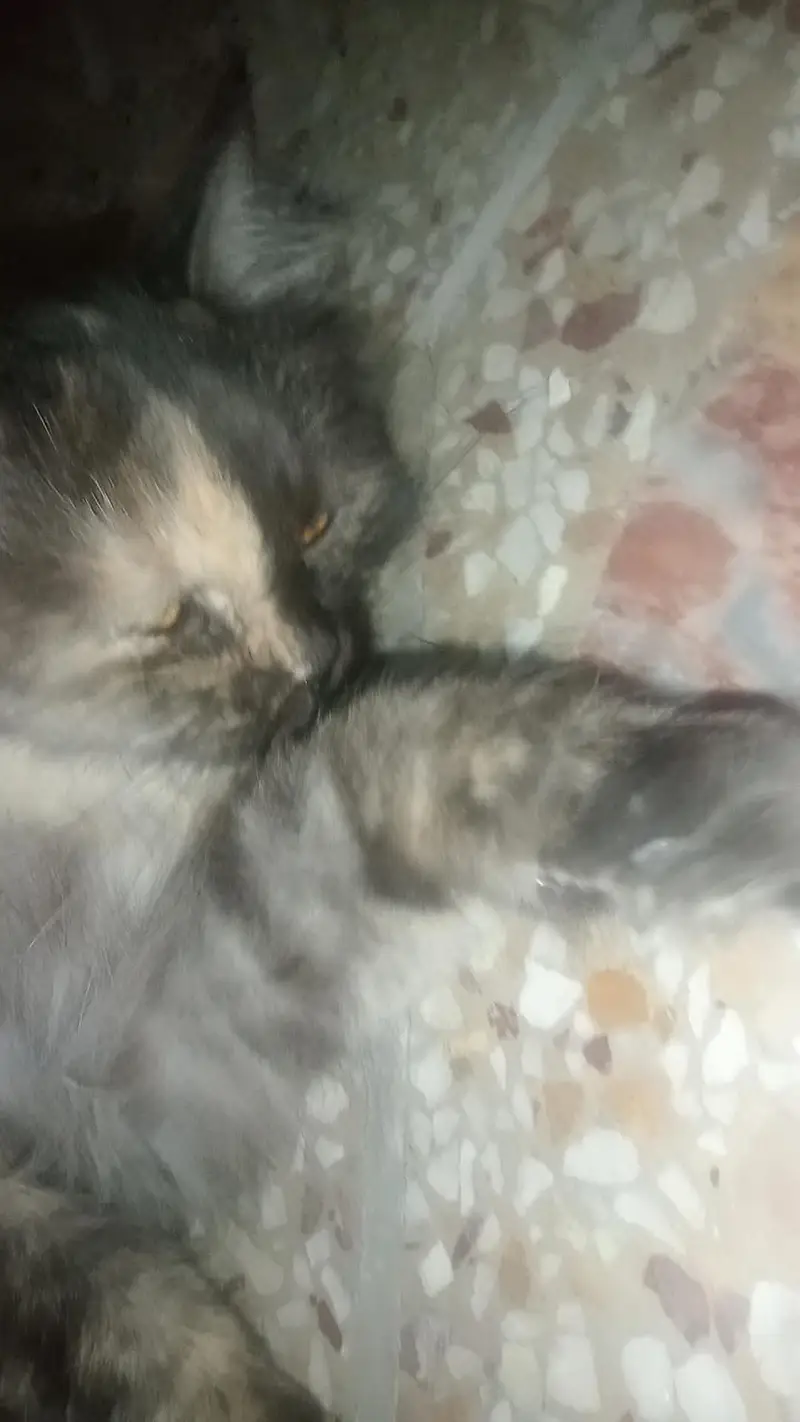 Presian cat for sale and only serious buyers can contact — photo 2