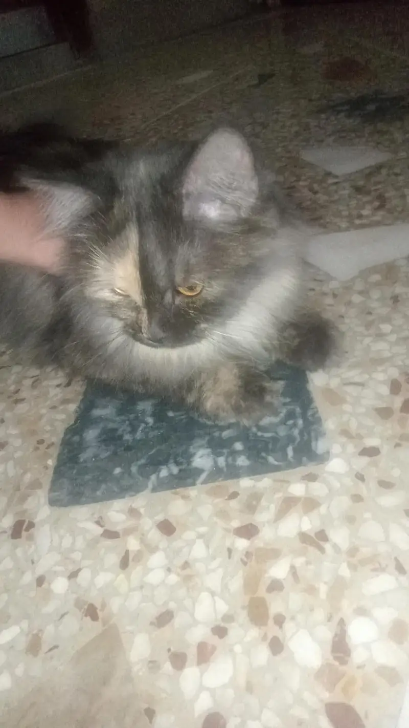 Presian cat for sale and only serious buyers can contact — photo 3