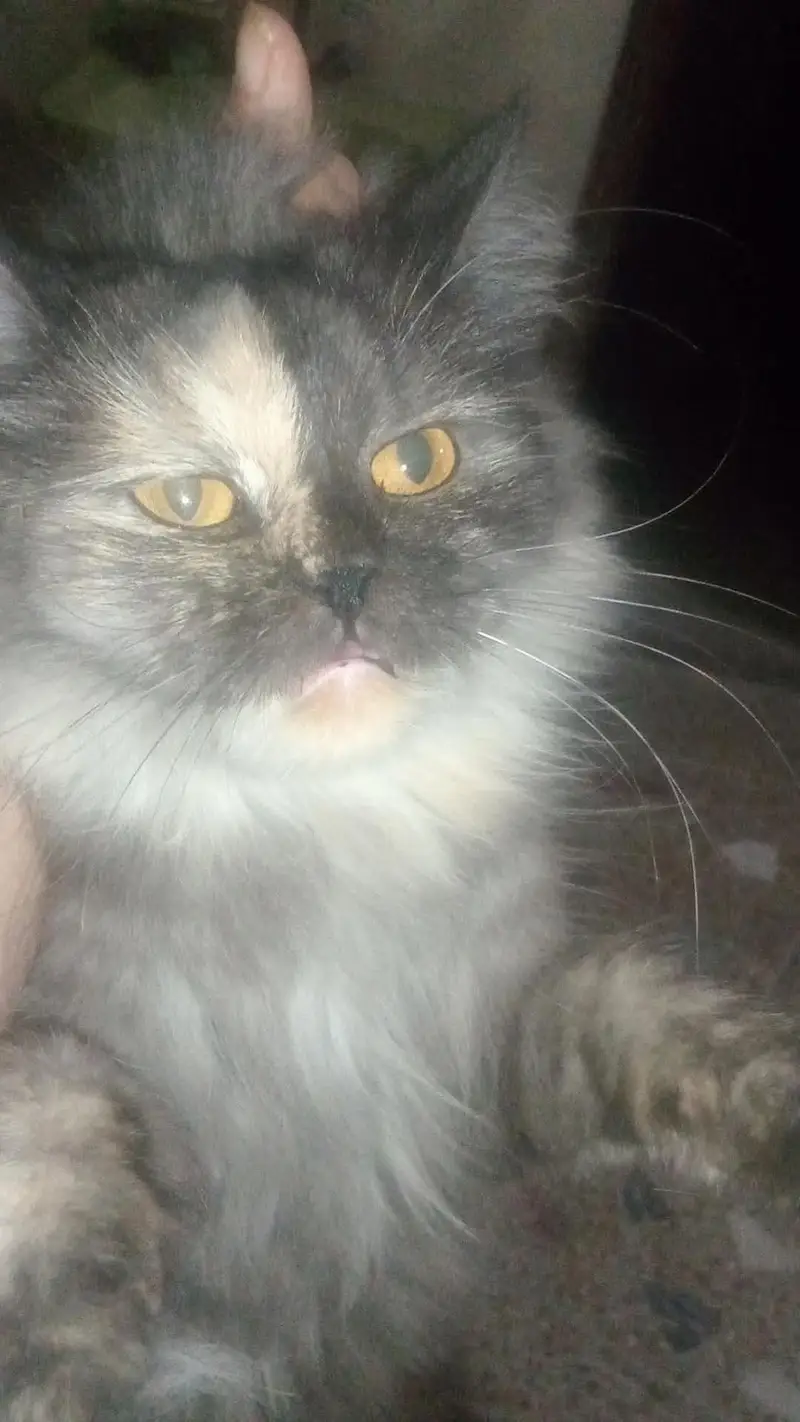 Presian cat for sale and only serious buyers can contact — photo 4