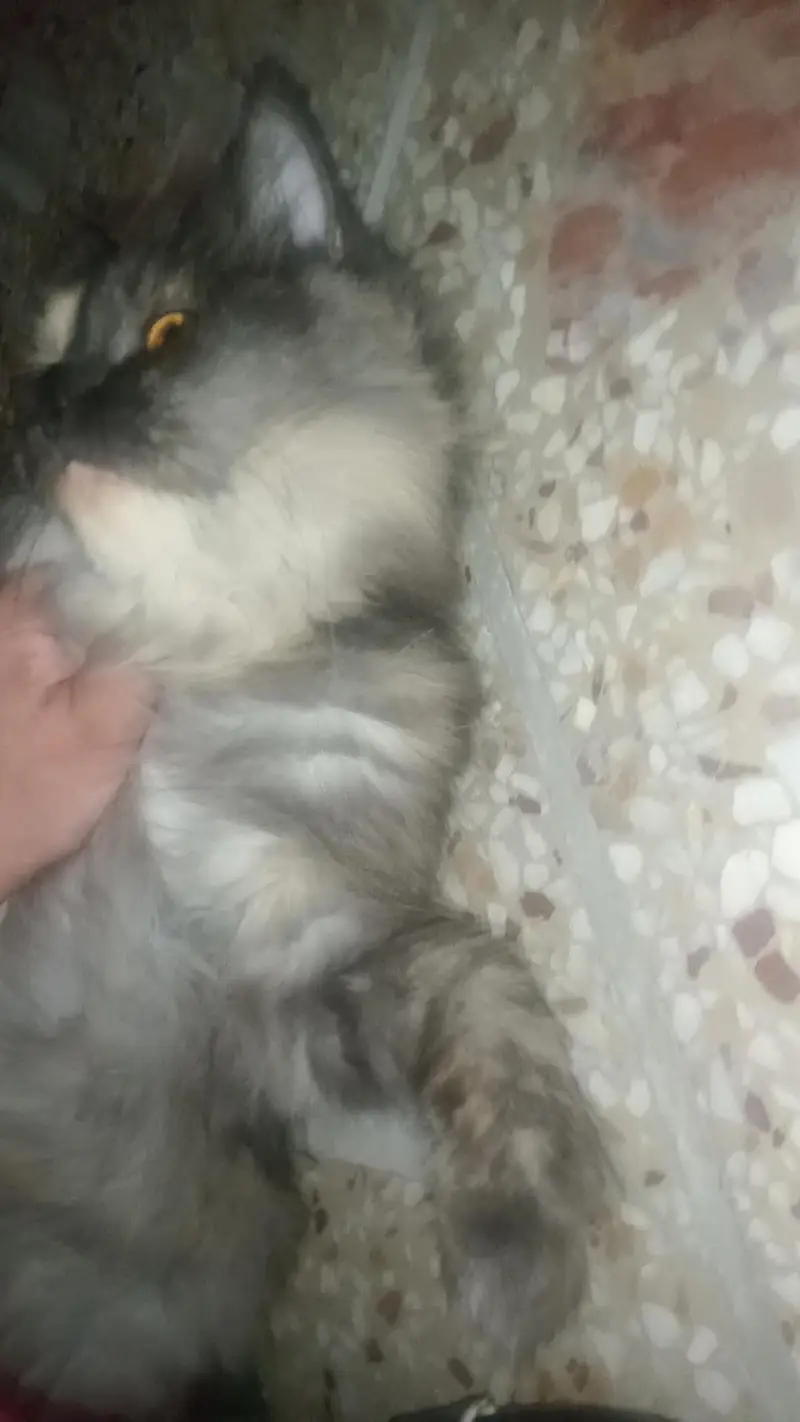 Presian cat for sale and only serious buyers can contact — photo 5