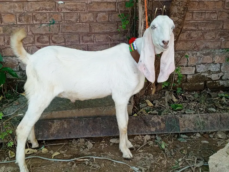Pure White Gulabi Rajanpuri Male , Rajanpuri Bakra, Rajanpuri goats — photo 2