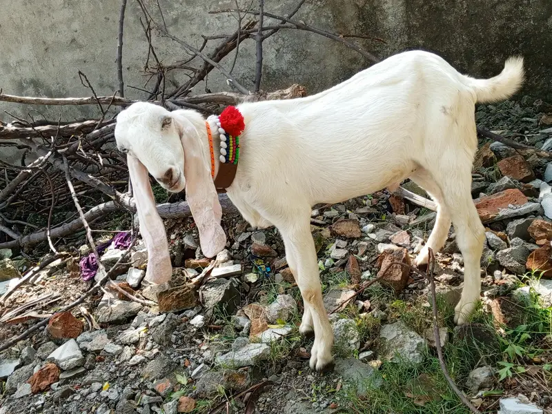 Pure White Gulabi Rajanpuri Male , Rajanpuri Bakra, Rajanpuri goats — photo 3