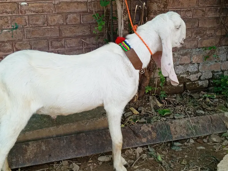 Pure White Gulabi Rajanpuri Male , Rajanpuri Bakra, Rajanpuri goats — photo 4