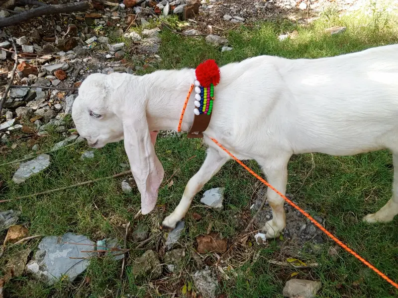 Pure White Gulabi Rajanpuri Male , Rajanpuri Bakra, Rajanpuri goats — photo 5