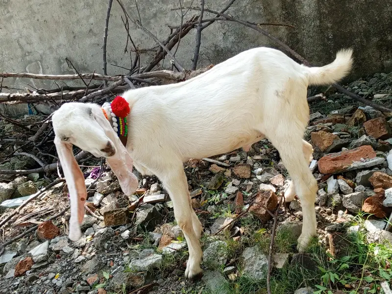 Pure White Gulabi Rajanpuri Male , Rajanpuri Bakra, Rajanpuri goats — photo 6