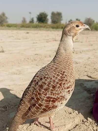 Irani teetar