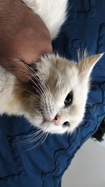 Persian cat @ Persian cat @ Siamese cat @ blue eye @ white@ cat@kitten