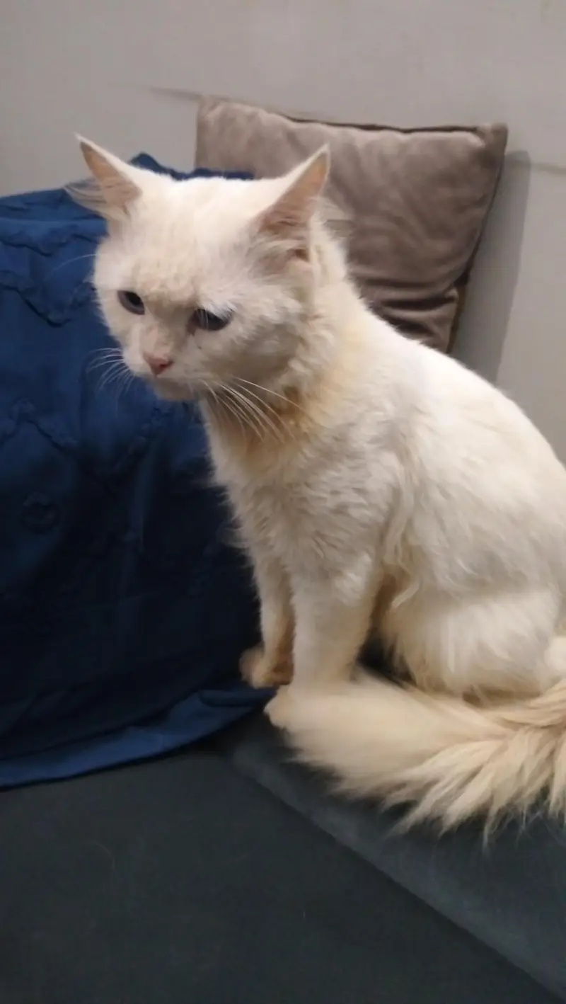 Persian cat @ Persian cat @ Siamese cat @ blue eye @ white@ cat@kitten — photo 3
