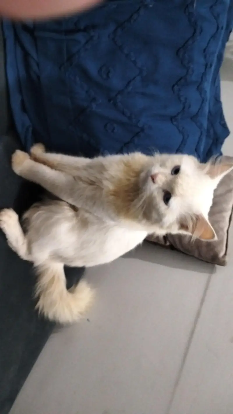 Persian cat @ Persian cat @ Siamese cat @ blue eye @ white@ cat@kitten — photo 4