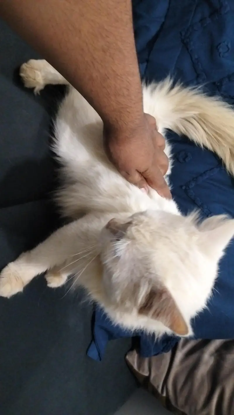 Persian cat @ Persian cat @ Siamese cat @ blue eye @ white@ cat@kitten — photo 5