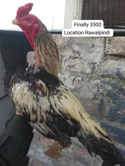 Aseel murgha final price