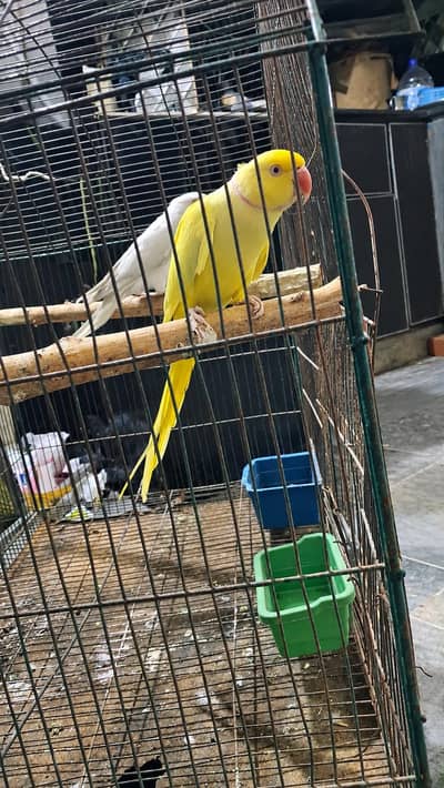 yellow terqouise male