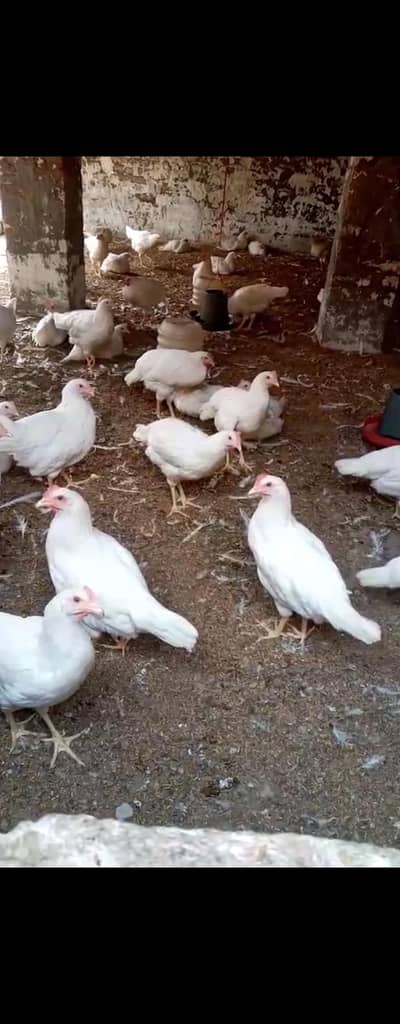 lohman sandy hens | Sandy brown hens | desi hens