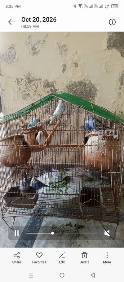 Budgies for sale with Cage