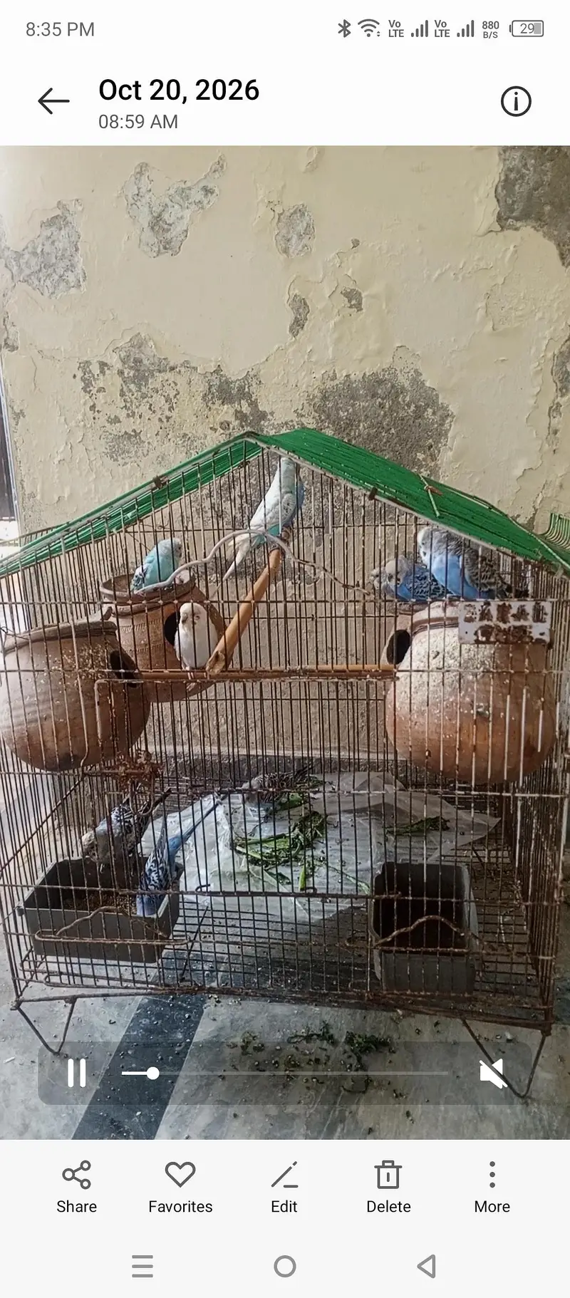 Budgies for sale with Cage — photo 2