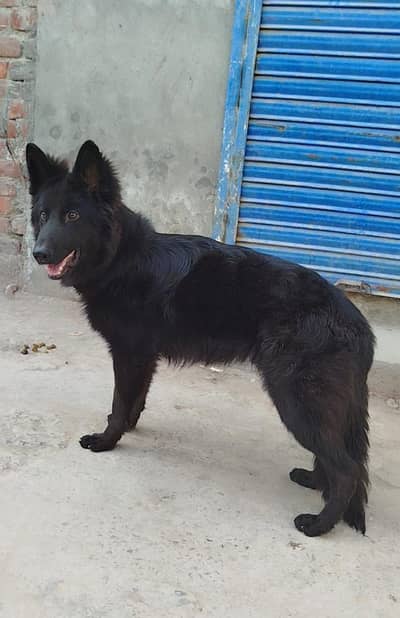 German shepherd Extreme Long Coat Male