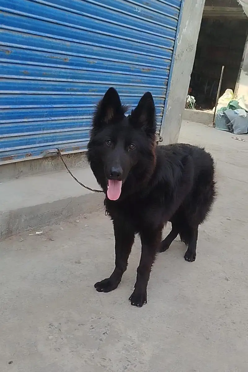 German shepherd Extreme Long Coat Male — photo 2
