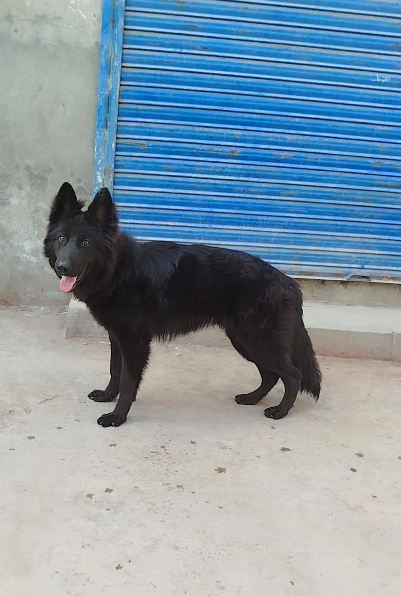 German shepherd Extreme Long Coat Male — photo 3
