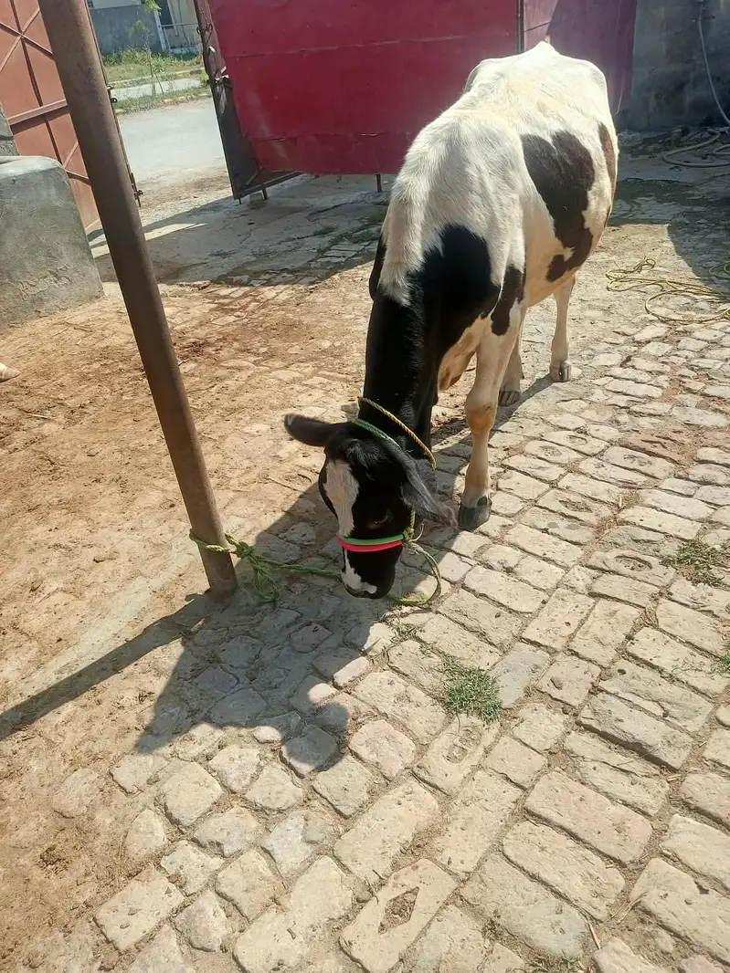 Bachri Pure Freezen — photo 2