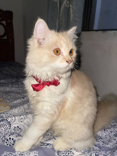 Brown Persian cat