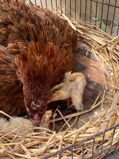 pure mianwali aseel chicks