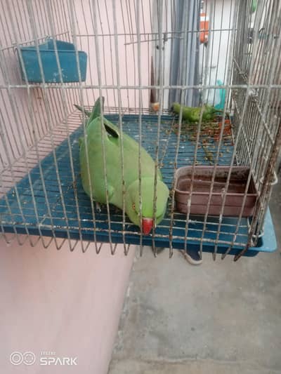 green parot