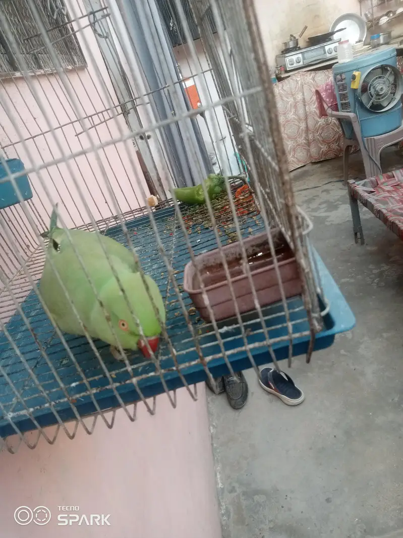 green parot — photo 2