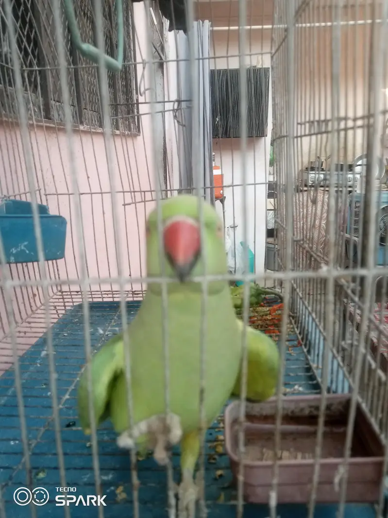green parot — photo 3