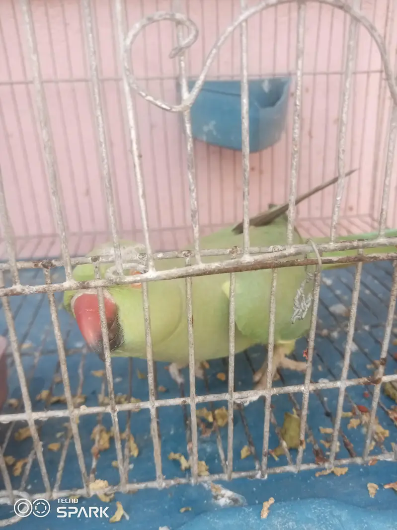 green parot — photo 4