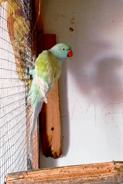 Rainbow breeder male hai age 4 year hai nail tail fly all ok Hai