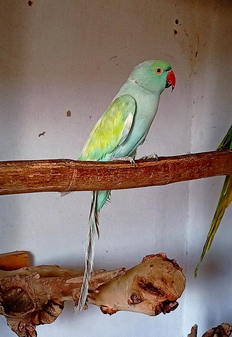 Rainbow breeder male hai age 4 year hai nail tail fly all ok Hai — photo 2