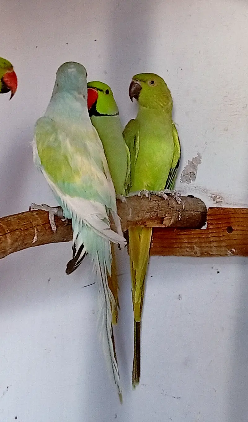 Rainbow breeder male hai age 4 year hai nail tail fly all ok Hai — photo 3