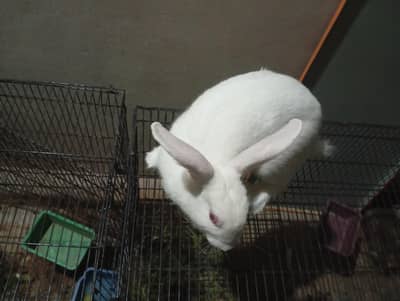 Pregnant Pure White New Zealand Female Rabbit - 3KG - Healthy Active