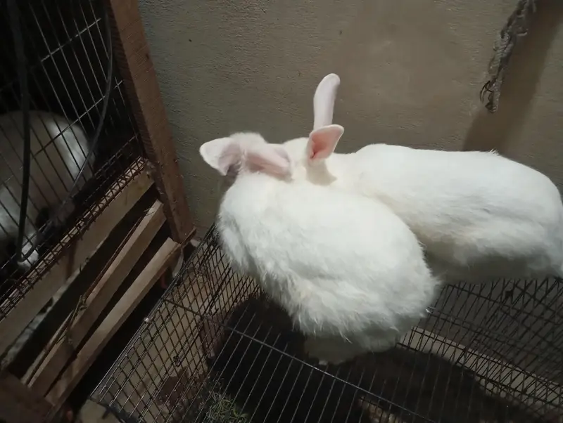 Pregnant Pure White New Zealand Female Rabbit - 3KG - Healthy Active — photo 2