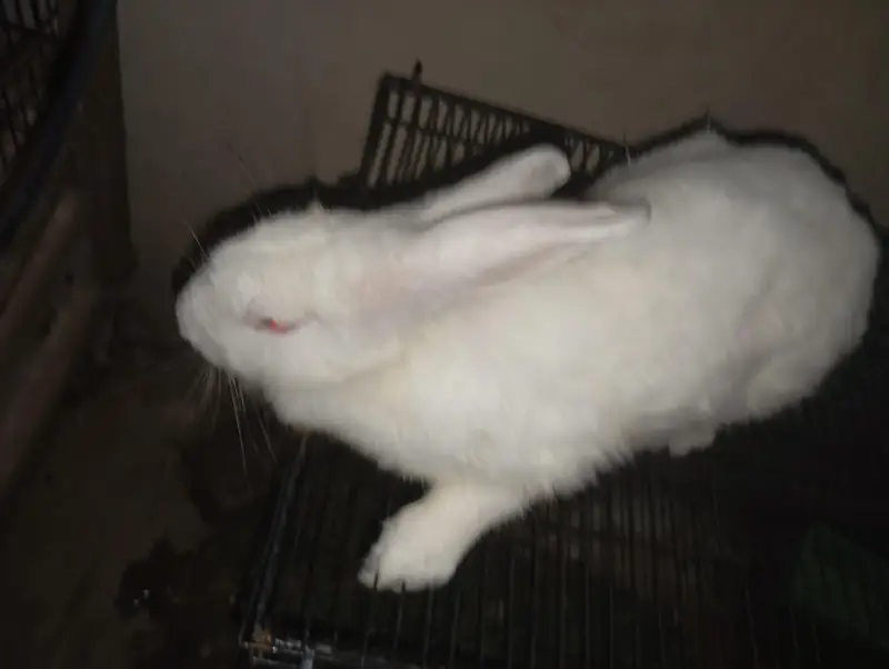 Pregnant Pure White New Zealand Female Rabbit - 3KG - Healthy Active — photo 3